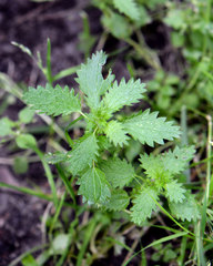Urtica urens