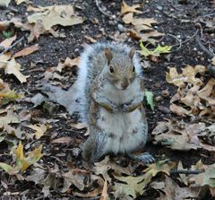 Sciurus carolinensis