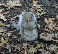 Sciurus carolinensis