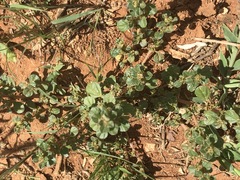 Amaranthus thunbergii
