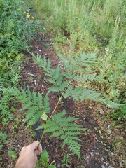 Pteridium latiusculum japonicum
