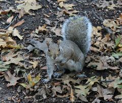 Sciurus carolinensis