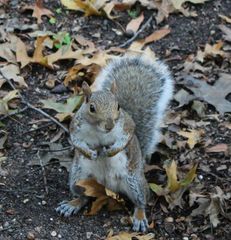 Sciurus carolinensis