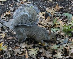 Sciurus carolinensis