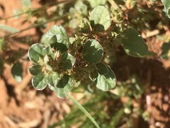 Amaranthus thunbergii