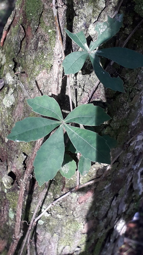 Clematicissus striata, photograph 4