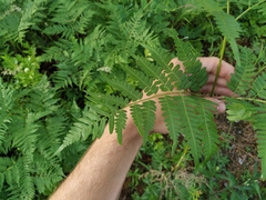 Pteridium latiusculum japonicum