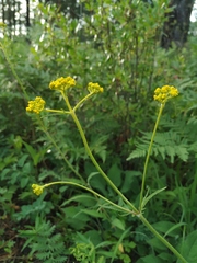 Patrinia scabiosifolia