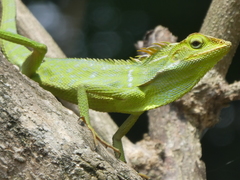 Bronchocela jubata
