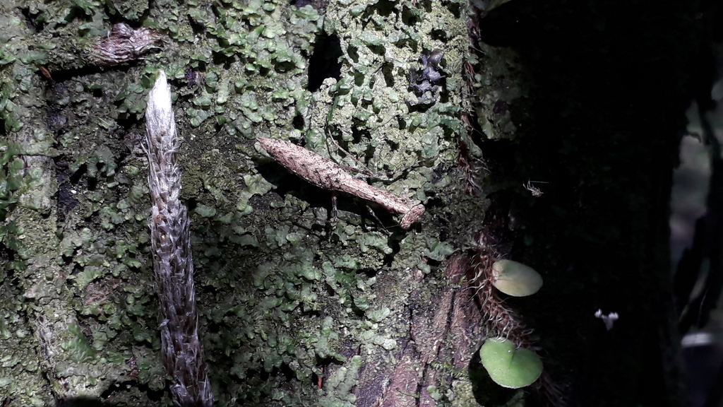 Musoniella argentina