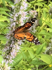 Vanessa virginiensis