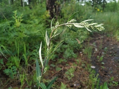 Artemisia integrifolia