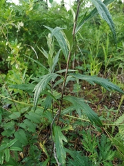 Artemisia integrifolia