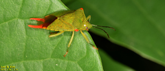 Acanthosoma labiduroides