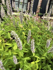 Vanessa virginiensis