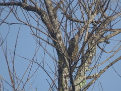 Dryobates spilogaster