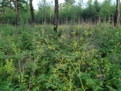 Bupleurum longiradiatum