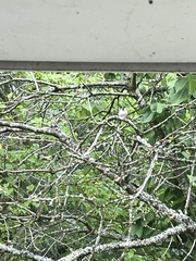 Poecile palustris