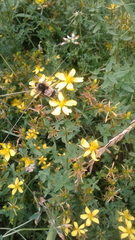 Bombus terricola image