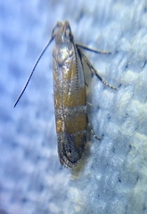 Battaristis vittella