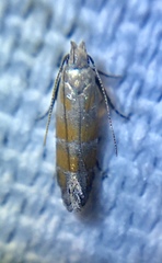 Battaristis vittella
