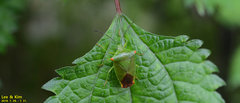 Acanthosoma labiduroides