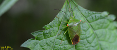 Acanthosoma labiduroides