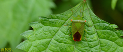 Acanthosoma labiduroides
