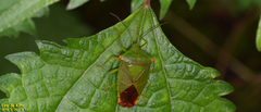 Acanthosoma labiduroides