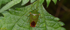 Acanthosoma labiduroides