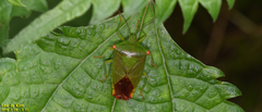 Acanthosoma labiduroides