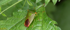 Acanthosoma labiduroides