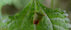 Acanthosoma labiduroides