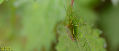 Acanthosoma labiduroides