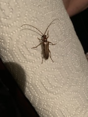 Ortholeptura valida
