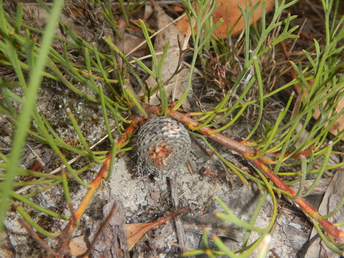 Isopogon prostratus, photograph 4