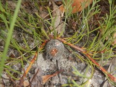 Isopogon prostratus, photograph (c) Bryce Watts-Parker, some rights reserved (CC BY)
