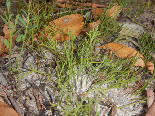 Isopogon prostratus, photograph 5