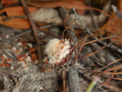 Isopogon prostratus, photograph (c) Bryce Watts-Parker, some rights reserved (CC BY)