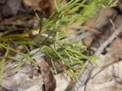 Isopogon prostratus, photograph (c) Bryce Watts-Parker, some rights reserved (CC BY)