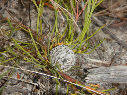 Isopogon prostratus