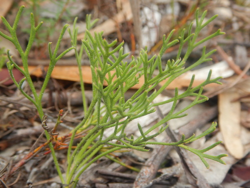 Isopogon prostratus, photograph 1