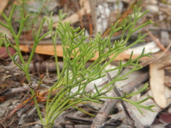 Isopogon prostratus, photograph (c) Bryce Watts-Parker, some rights reserved (CC BY)