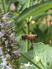 Apis mellifera