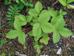 Fragaria mandshurica