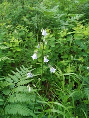 Adenophora triphylla