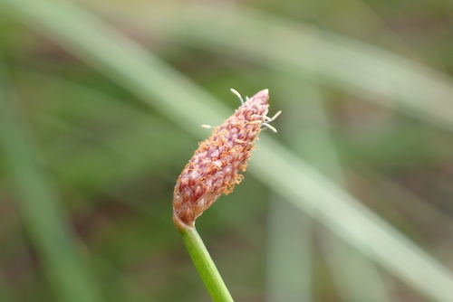 Eleocharis montana observed 2024-12-04