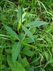 Adenophora triphylla