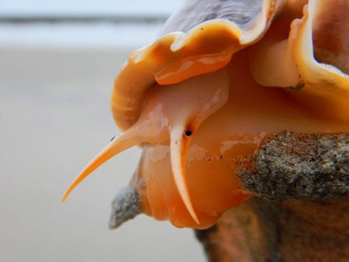 Grey Bonnet Snail