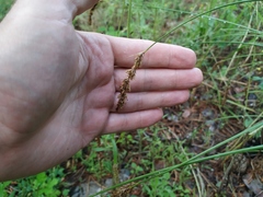Carex laevissima